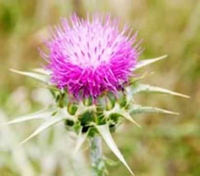 Milk?Thistle?P.E.